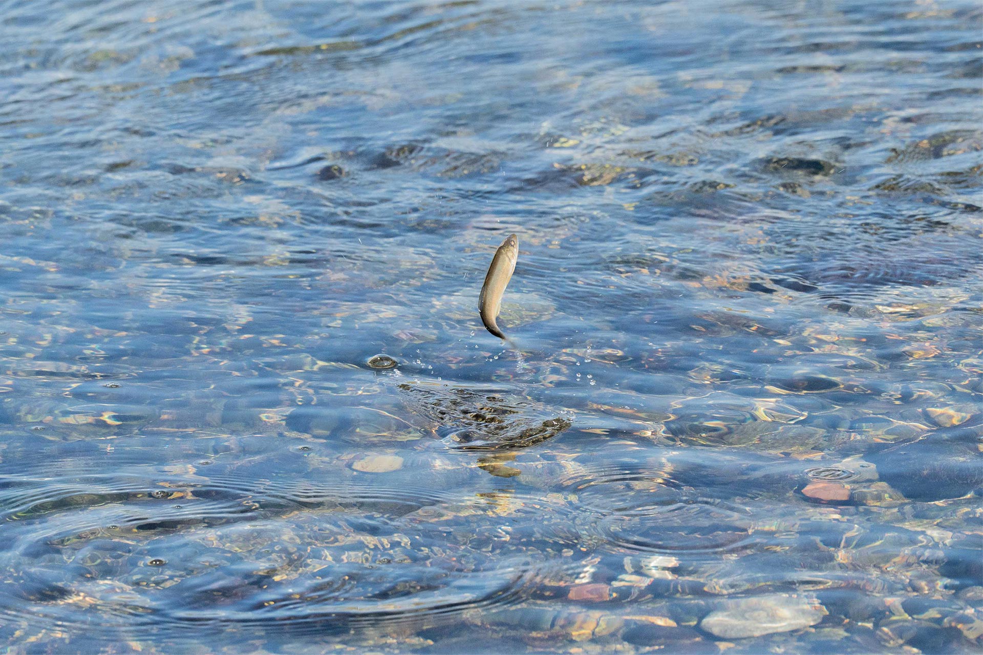Ayu fishing