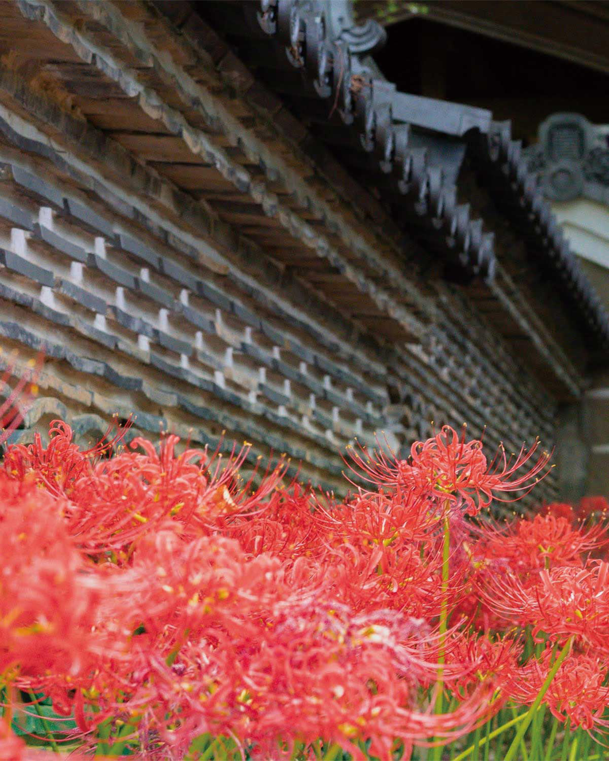 Cluster amaryllis